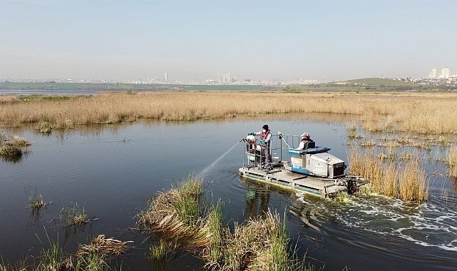 Esenyurt’ta Kemirgen İstilasına İBB’den Acil Çözüm