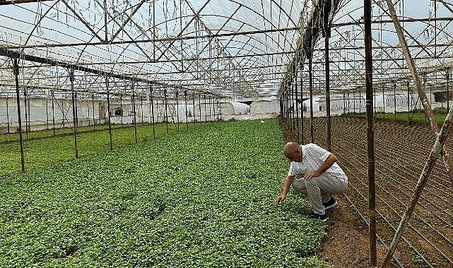 Asan Tarım Yerli Damla Sulama ile Su Tasarrufu Sağlıyor