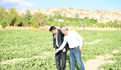 Kazan Kavunu Hasat Zamanıyla Geri Döndü