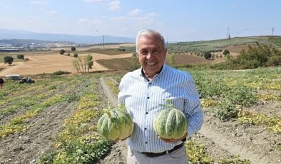 Nilüfer’de Kavun Üretimi Yüzde 100 Arttı
